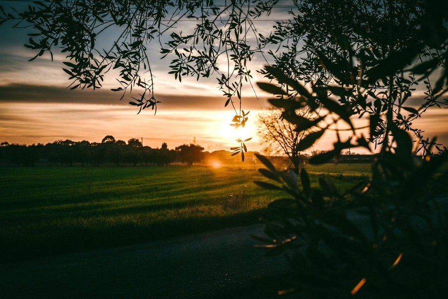 Italian countryside landscape at sunset with olive tree branches in the foreground