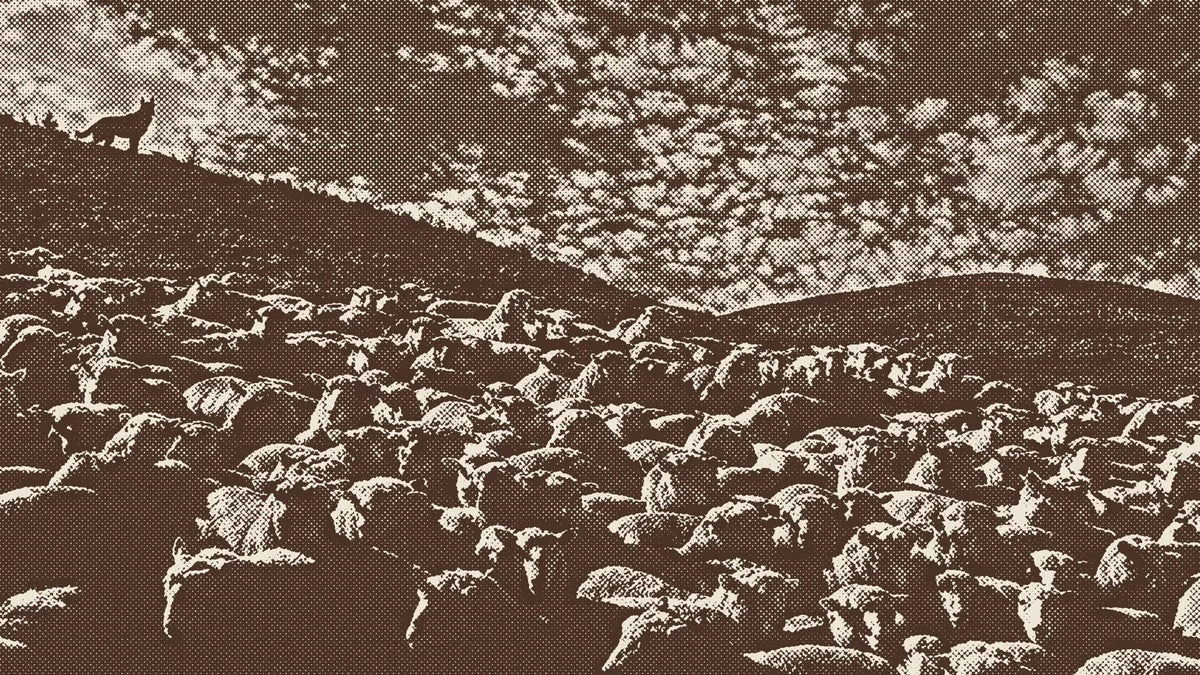 HOBO Gregge print: a wolf watching a flock of sheep on a hillside, engraved illustration